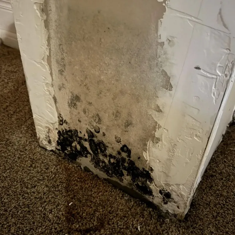 Professional Mold Removal in Knox, PA